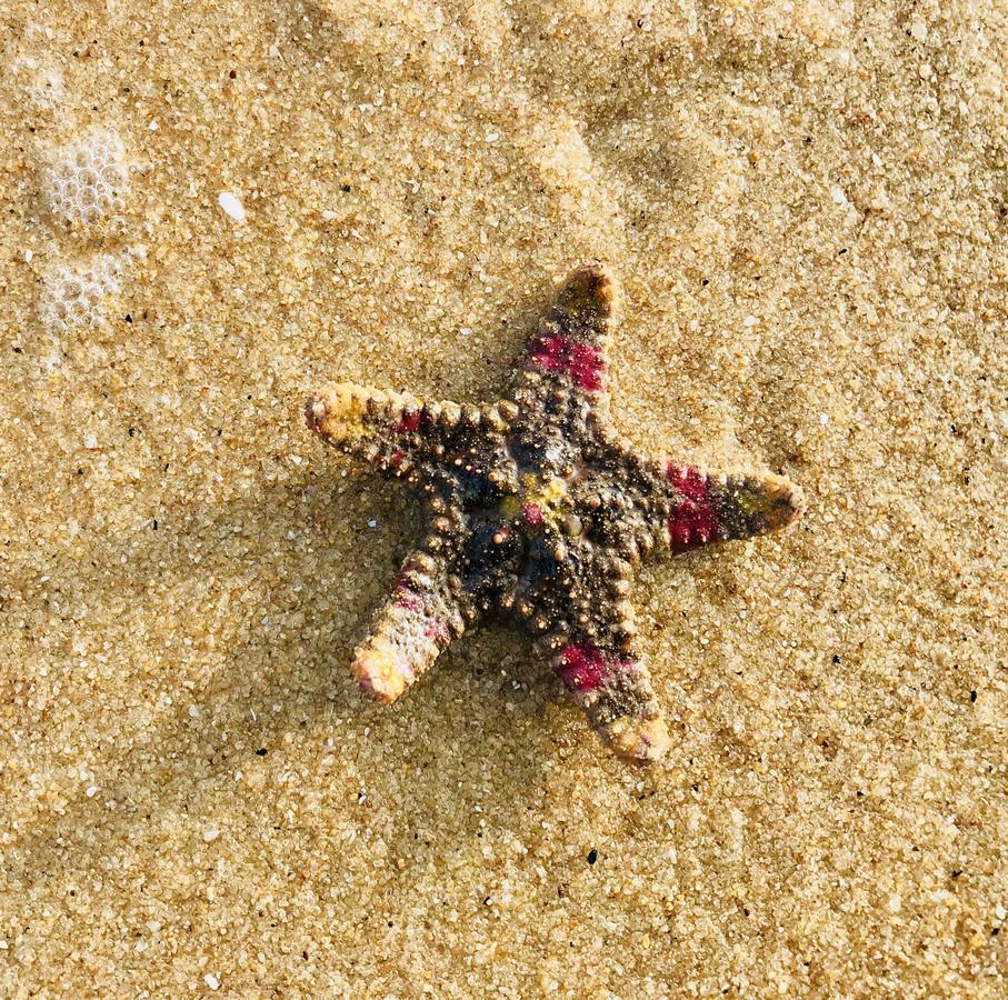 Starfish Beach Bungalows Arugam Bay Εξωτερικό φωτογραφία